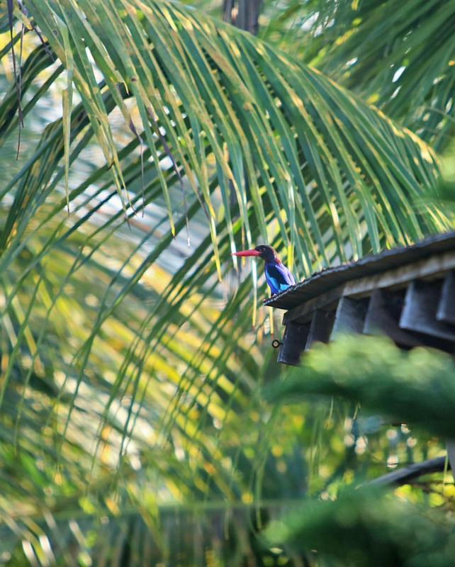 Rumah Semanggi Ubud Exteriér fotografie